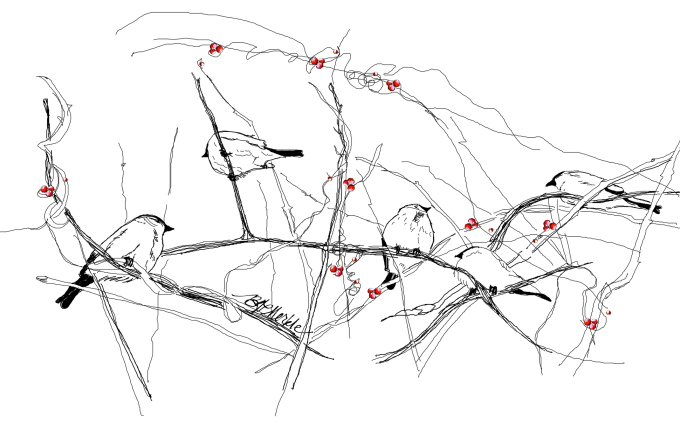 group-of-finches_v11
